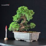 Juniperus Chinensis Itoigawa