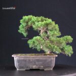 Juniperus Chinensis Itoigawa - immagine 4