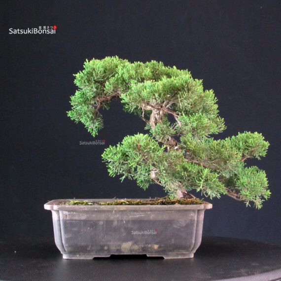 Juniperus Chinensis Itoigawa - immagine 4