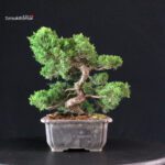 Juniperus Chinensis Itoigawa - immagine 5