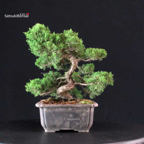 Juniperus Chinensis Itoigawa - immagine 5