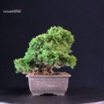 Juniperus Chinensis Itoigawa - immagine 2