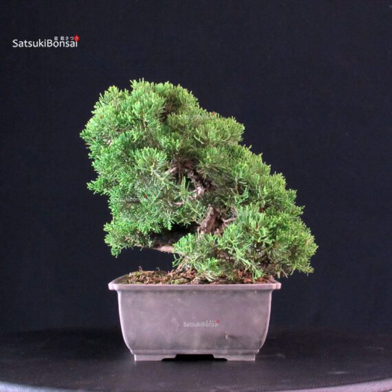 Juniperus Chinensis Itoigawa - immagine 4