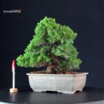 Juniperus Chinensis Itoigawa