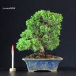 Juniperus Chinensis Itoigawa