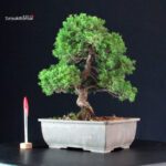 Juniperus Chinensis Itoigawa