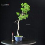Juniperus Chinensis Itoigawa