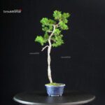 Juniperus Chinensis Itoigawa - immagine 2