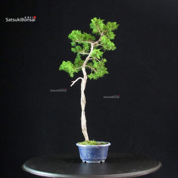 Juniperus Chinensis Itoigawa - immagine 2