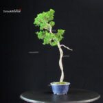 Juniperus Chinensis Itoigawa - immagine 3