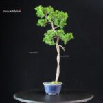 Juniperus Chinensis Itoigawa - immagine 4