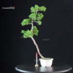 Juniperus Chinensis Itoigawa