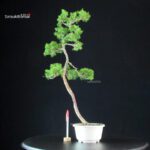 Juniperus Chinensis Itoigawa