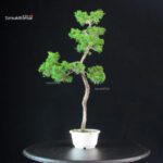 Juniperus Chinensis Itoigawa - immagine 2