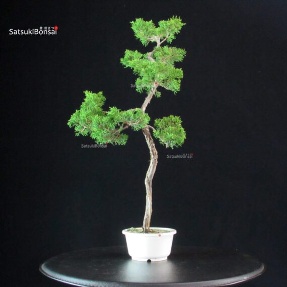 Juniperus Chinensis Itoigawa - immagine 2
