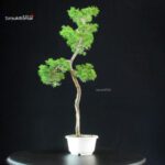 Juniperus Chinensis Itoigawa - immagine 2