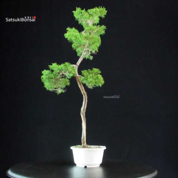 Juniperus Chinensis Itoigawa - immagine 2