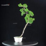 Juniperus Chinensis Itoigawa - immagine 3