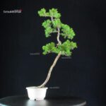 Juniperus Chinensis Itoigawa - immagine 3