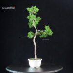 Juniperus Chinensis Itoigawa - immagine 4