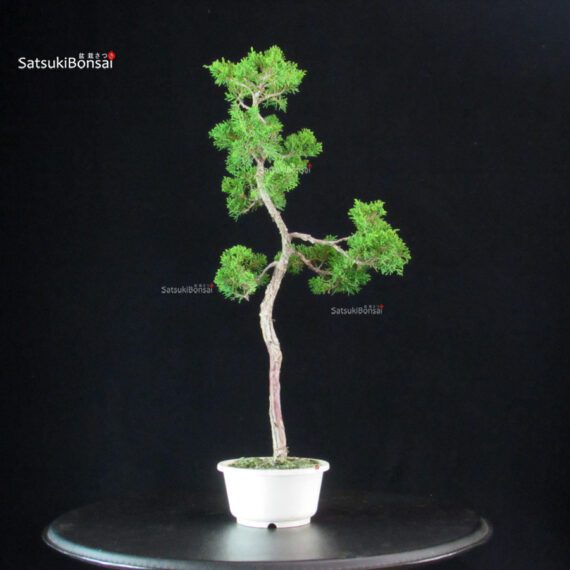 Juniperus Chinensis Itoigawa - immagine 4