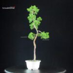 Juniperus Chinensis Itoigawa - immagine 4