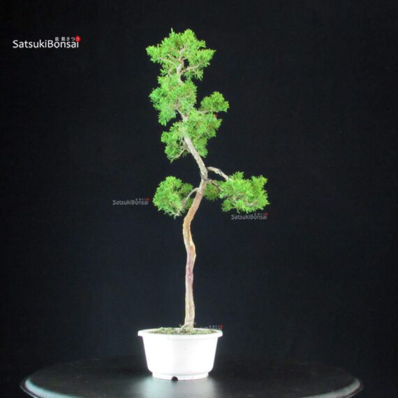 Juniperus Chinensis Itoigawa - immagine 4