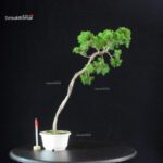 Juniperus Chinensis Itoigawa