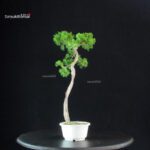 Juniperus Chinensis Itoigawa - immagine 2