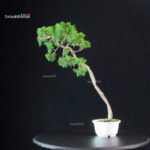 Juniperus Chinensis Itoigawa - immagine 3