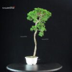 Juniperus Chinensis Itoigawa - immagine 4