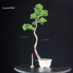 Juniperus Chinensis Itoigawa