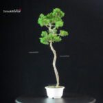 Juniperus Chinensis Itoigawa - immagine 2