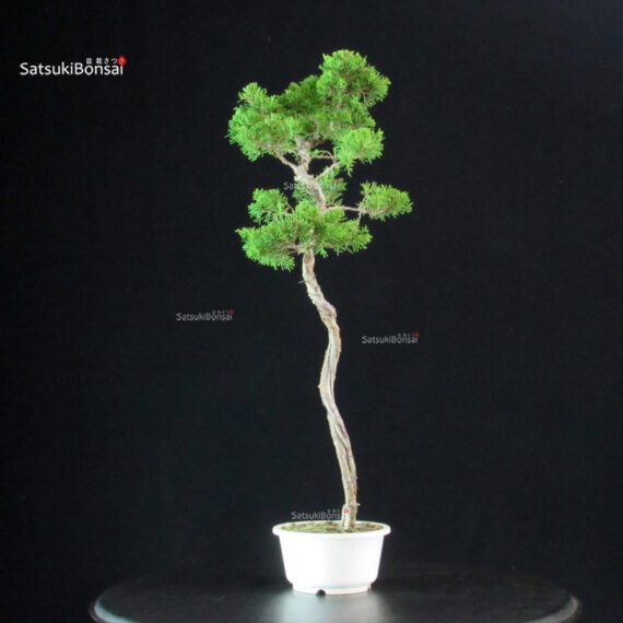 Juniperus Chinensis Itoigawa - immagine 2