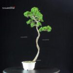 Juniperus Chinensis Itoigawa - immagine 3