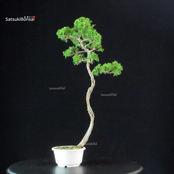 Juniperus Chinensis Itoigawa - immagine 3