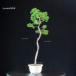 Juniperus Chinensis Itoigawa - immagine 4