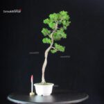 Juniperus Chinensis Itoigawa