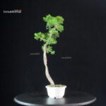 Juniperus Chinensis Itoigawa - immagine 2
