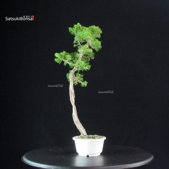 Juniperus Chinensis Itoigawa - immagine 2