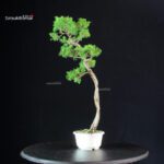 Juniperus Chinensis Itoigawa - immagine 3