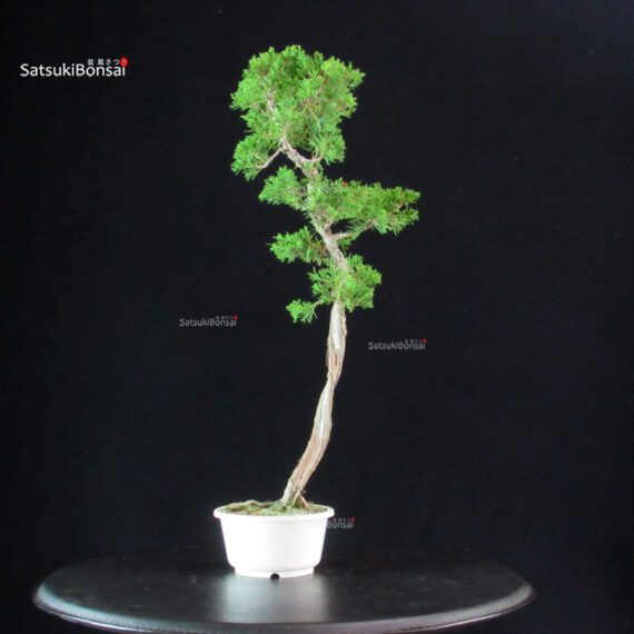 Juniperus Chinensis Itoigawa - immagine 4