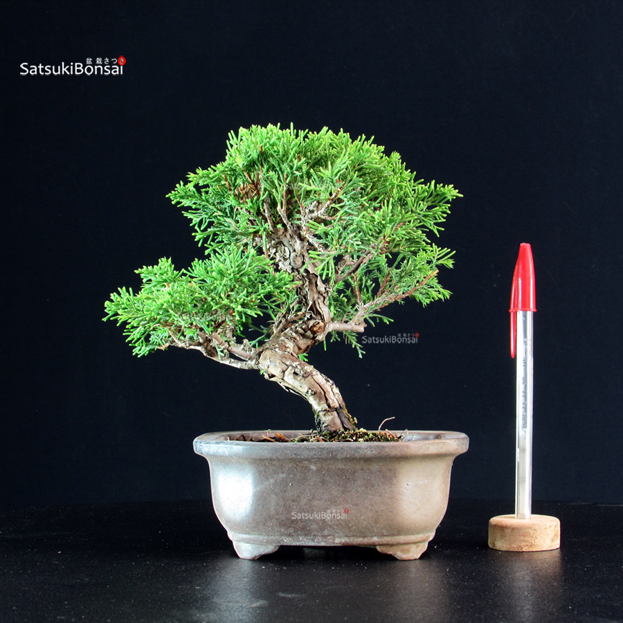 6142_1-Juniperus-chinensis-itoigawa Juniperus Chinensis Itoigawa - immagine 1