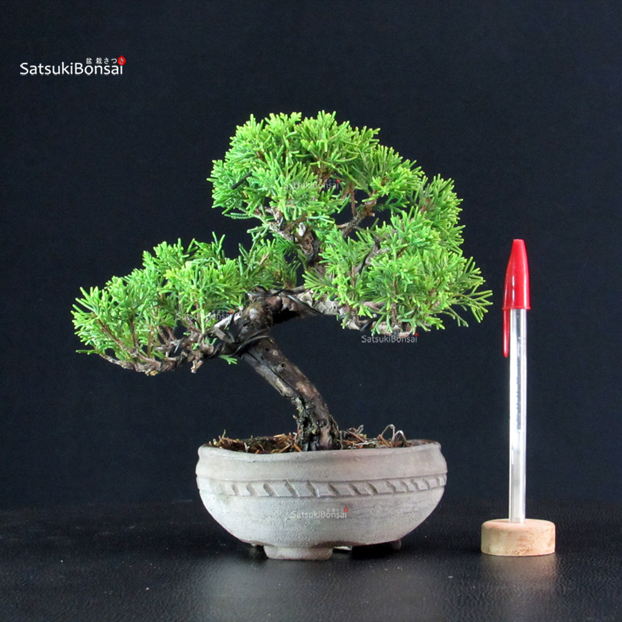 6143_1-Juniperus-chinensis-itoigawa Juniperus Chinensis Itoigawa - immagine 1