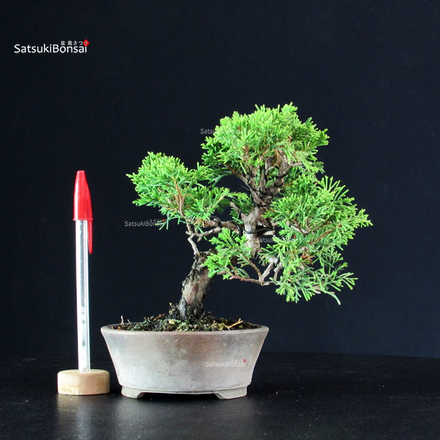 6148_1-Juniperus-chinensis-itoigawa Juniperus Chinensis Itoigawa - immagine 1