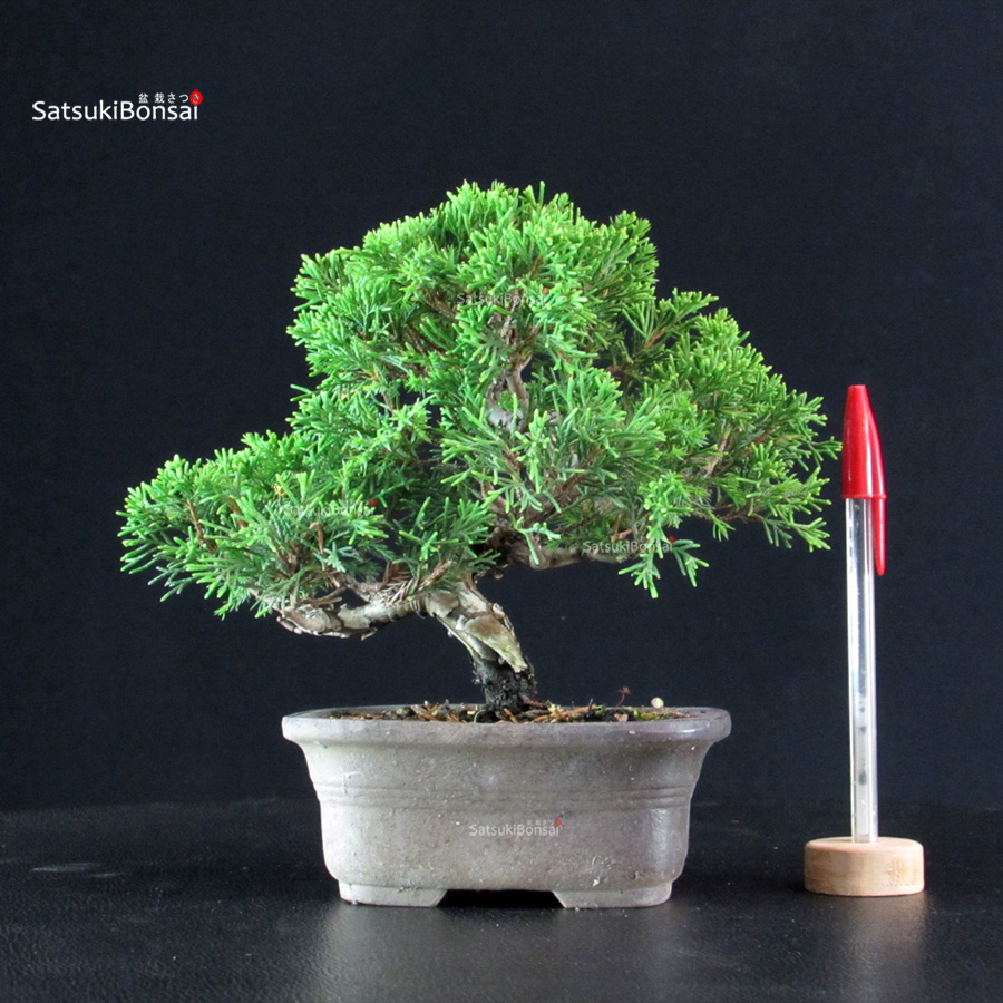 6149_1-Juniperus-chinensis-itoigawa Juniperus Chinensis Itoigawa - immagine 1