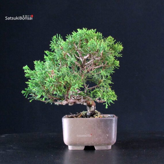 Juniperus Chinensis Itoigawa - immagine 2