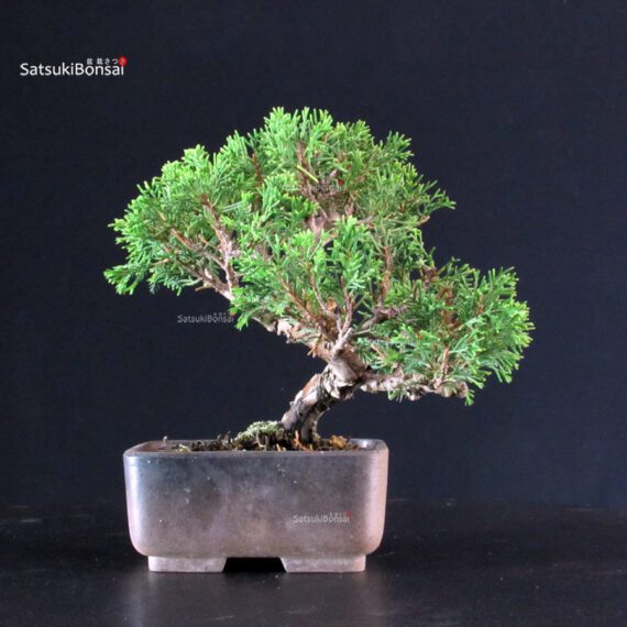 Juniperus Chinensis Itoigawa - immagine 3