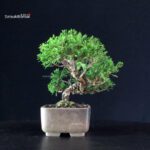 Juniperus Chinensis Itoigawa - immagine 4