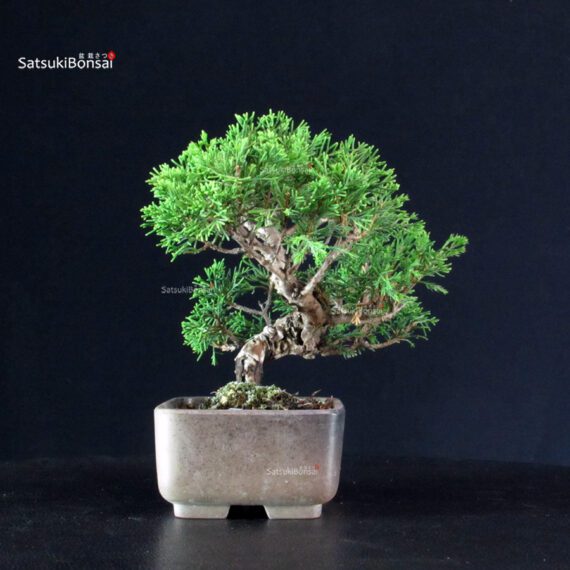 Juniperus Chinensis Itoigawa - immagine 4